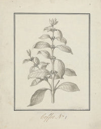 Coffea arabica L. poster print showcasing leafy coffee shoots and berries by Luigi Balugani.