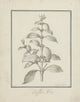 Coffea arabica L. poster print showcasing leafy coffee shoots and berries by Luigi Balugani.
