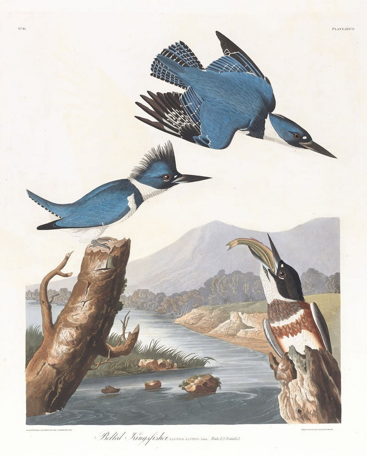 Belted Kingfisher art print by John James Audubon, vibrant colors, nature artwork.