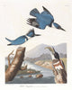 Belted Kingfisher art print by John James Audubon, vibrant colors, nature artwork.