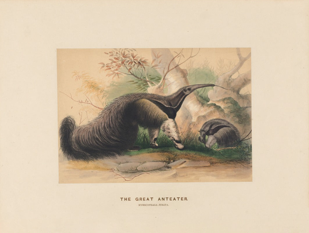 The Great Anteater art print by Joseph Wolf showcasing intricate details