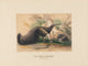 The Great Anteater art print by Joseph Wolf showcasing intricate details
