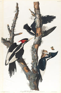 Ivory-Billed Woodpecker poster print by John James Audubon