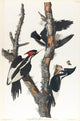 Ivory-Billed Woodpecker poster print by John James Audubon