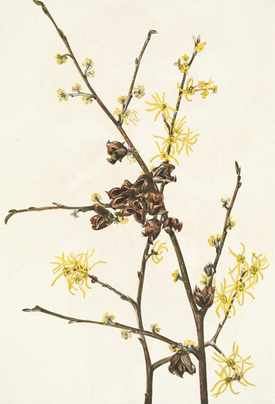Witch-Hazel fine art print by Mary Vaux Walcott, showcasing Hamamelis virginiana.
