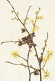 Witch-Hazel fine art print by Mary Vaux Walcott, showcasing Hamamelis virginiana.