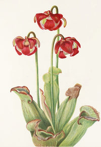 Pitcherplant (Sarracenia purpurea) art poster print by Mary Vaux Walcott.