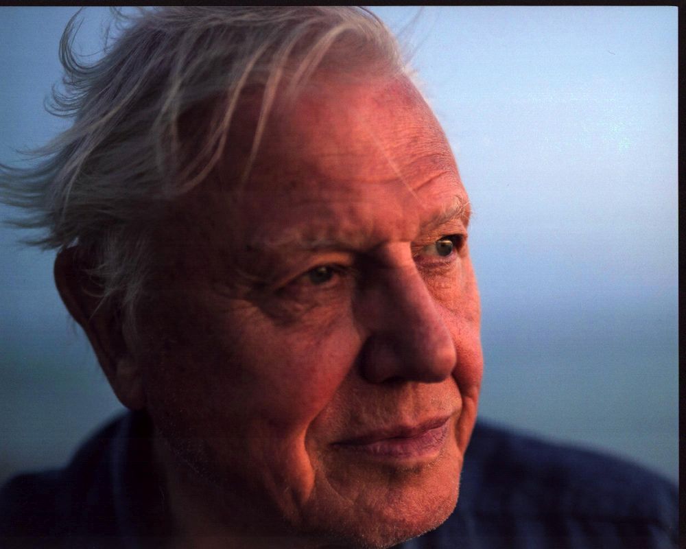 Close-up photo print of David Attenborough in blue shirt