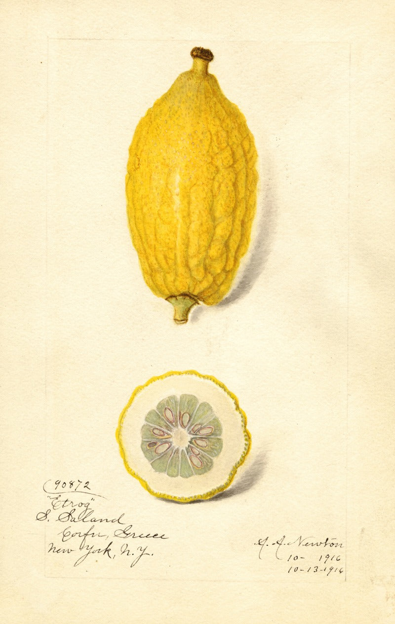 Citrus limon: Etrog art print by Amanda Almira Newton showcasing vibrant colors.
