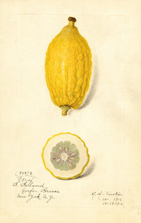 Citrus limon: Etrog art print by Amanda Almira Newton showcasing vibrant colors.