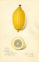 Citrus limon: Etrog art print by Amanda Almira Newton showcasing vibrant colors.