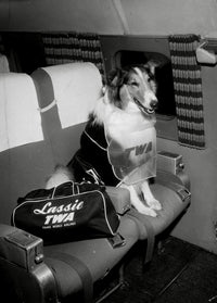 Lassie photo print featuring the iconic collie dog.