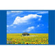 Everything is Illuminated Movie Poster 17x11 inches