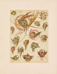 Das Thier in der Decorativen Kunst Plate 11 Poster Print by Anton Seder