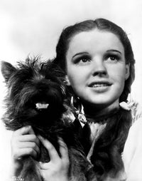 Dorothy Gale holding Toto black and white photo print from Wizard of Oz.