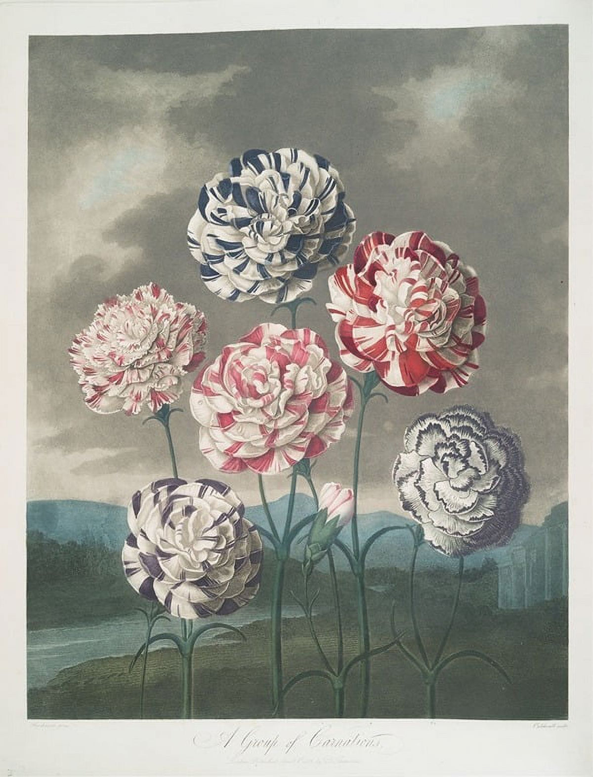 A Group of Carnations Art Print by Robert John Thornton, showcasing delicate floral details.