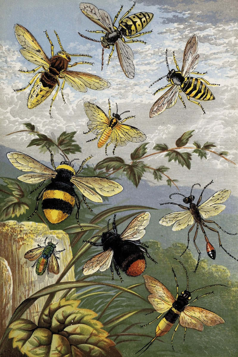 Hymenoptera poster print by William Houghton showcasing detailed insect art.