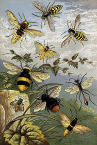 Hymenoptera poster print by William Houghton showcasing detailed insect art.