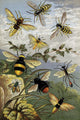 Hymenoptera poster print by William Houghton showcasing detailed insect art.