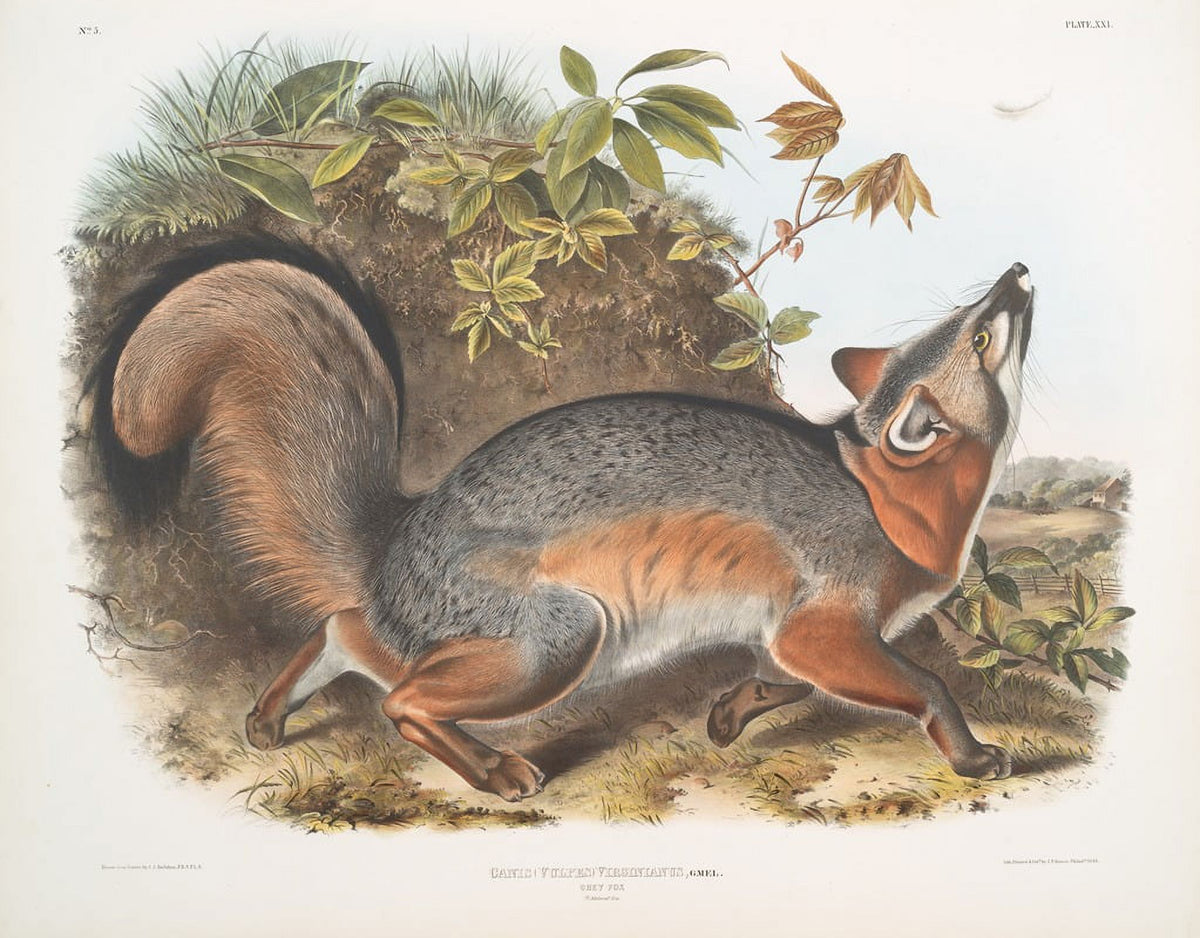 Grey Fox art print by John Woodhouse Audubon, depicting Canis Virginianus.