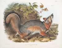 Grey Fox art print by John Woodhouse Audubon, depicting Canis Virginianus.