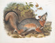 Grey Fox art print by John Woodhouse Audubon, depicting Canis Virginianus.