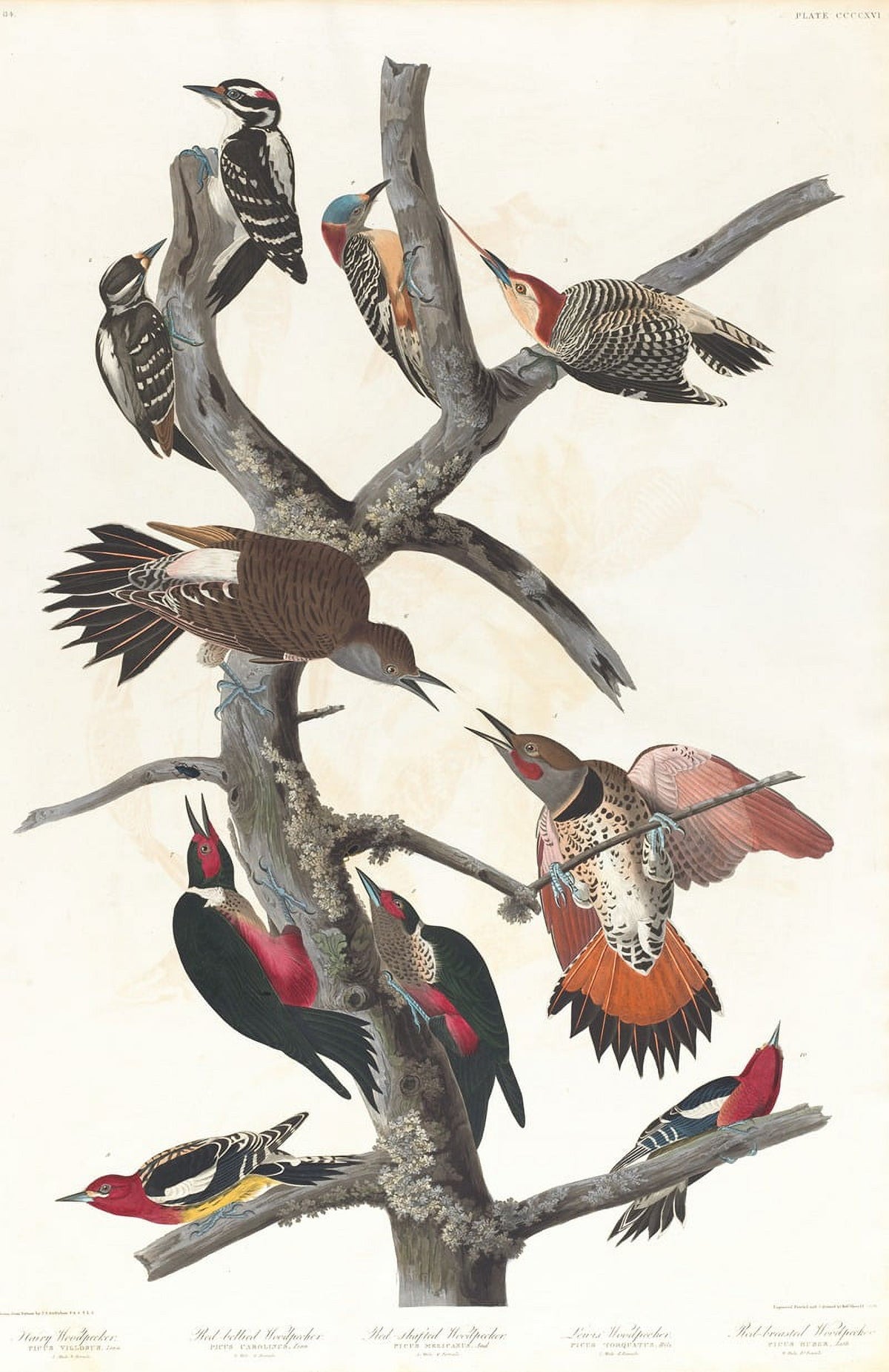 Woodpecker poster print featuring Hairy, Red-bellied, Red-shafted, Lewis, and Red-breasted Woodpeckers by John James Audubon.
