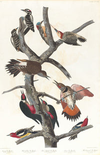 Woodpecker poster print featuring Hairy, Red-bellied, Red-shafted, Lewis, and Red-breasted Woodpeckers by John James Audubon.