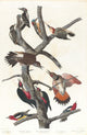 Woodpecker poster print featuring Hairy, Red-bellied, Red-shafted, Lewis, and Red-breasted Woodpeckers by John James Audubon.