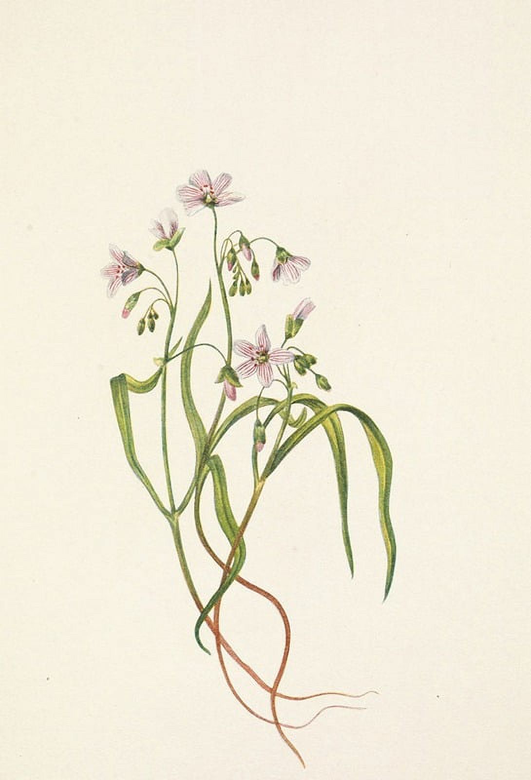 Virginia Springbeauty Poster Print by Mary Vaux Walcott showcasing Claytonia virginica.