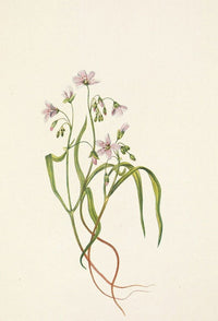 Virginia Springbeauty Poster Print by Mary Vaux Walcott showcasing Claytonia virginica.