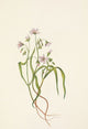 Virginia Springbeauty Poster Print by Mary Vaux Walcott showcasing Claytonia virginica.