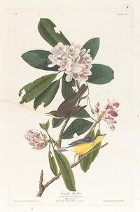Canada Warbler art print by John James Audubon, vibrant bird illustration.