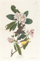 Canada Warbler art print by John James Audubon, vibrant bird illustration.