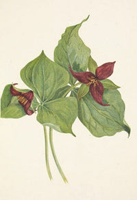 Red Trillium (Trillium erectum) print by Mary Vaux Walcott, floral art.