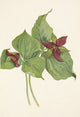 Red Trillium (Trillium erectum) print by Mary Vaux Walcott, floral art.