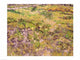 Meadow with Butterflies Fine Art Print by Vincent Van Gogh