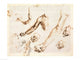 http://c328301.r1.cf1.rackcdn.com/BALXCF306889.jpg