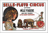 Exclusive European Novelty Trained Little Baby Elephants Poster Print