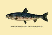 Trout Fishing in America illustration art print by H.H. Leonard.
