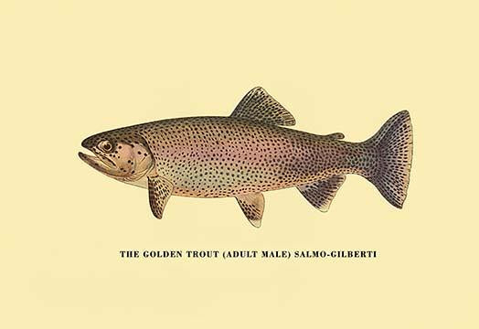 Trout Fishing in America illustration poster print by H.H. Leonard
