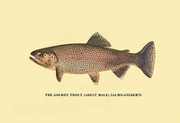 Trout Fishing in America illustration poster print by H.H. Leonard