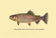 Trout Fishing in America illustration poster print by H.H. Leonard