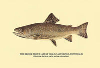 Trout Fishing in America illustration poster print by H.H. Leonard.