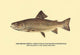 Trout Fishing in America illustration poster print by H.H. Leonard.
