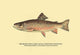 Trout Fishing in America illustration poster print by H.H. Leonard