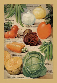 Vintage Seed Packet Catalog Art Print showcasing classic typography