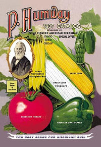 1937 vintage seed packet cover art poster print featuring botanical illustrations.