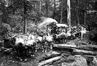 Darius Kinsey Logger Photography Poster Print showcasing early 20th-century lumber industry.