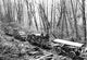 Darius Kinsey Logging Industry Poster Print showcasing historical lumber industry photography.